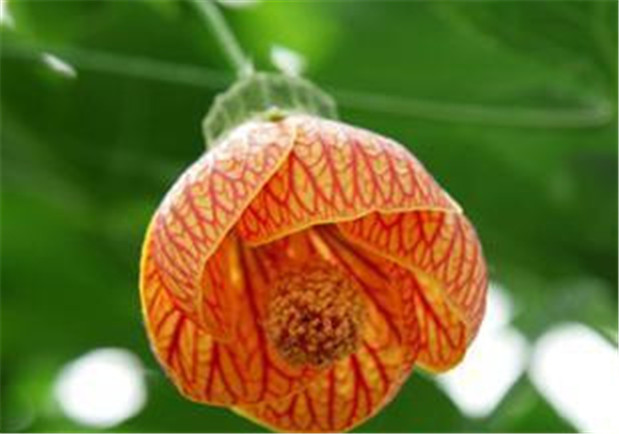 国产亚洲美日韩AV中文字幕无码成人