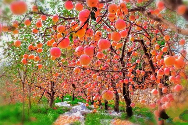 国产亚洲美日韩AV中文字幕无码成人