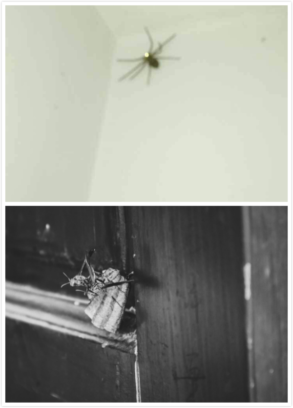 国产亚洲美日韩AV中文字幕无码成人